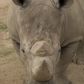 402-4600 Safari Park - Rhino